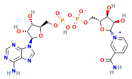 NAD+ chemical structure